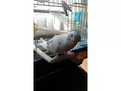 bird bridge
