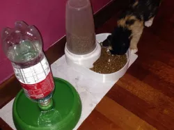 Food Feeder ( no Electricity )