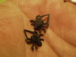 Halloween Spiders
