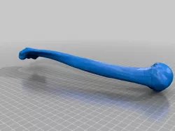 Bone - Humerus - Right