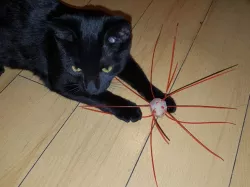 Cat's New Favorite Toy!
