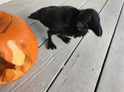 Halloween Crow (Animated)