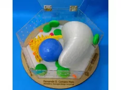 Plant Cell