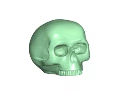 Skull