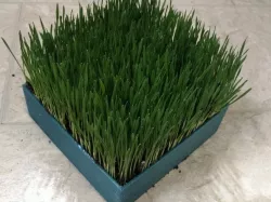 Cat Grass Planter