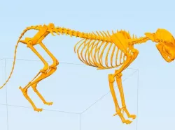 Feline Skeleton