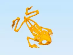 Frog Skeleton