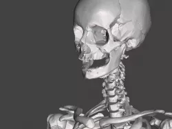 Human skeleton