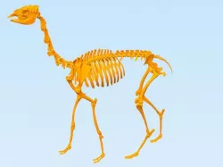 Llama Skeleton