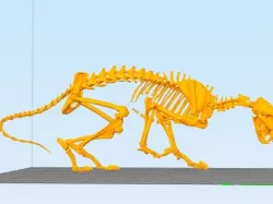 Mountain Lion Skeleton