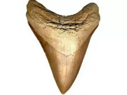 Shark Tooth Model
