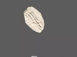Single Oat