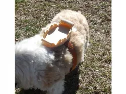 Appa Saddle (cosplay for pets)