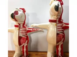 Brian Griffin Anatomy
