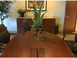 Celtic Skull Flowerpot