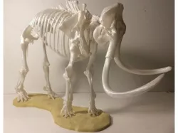 Woolly Mammoth Skeleton