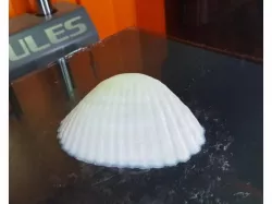 3D Seashell