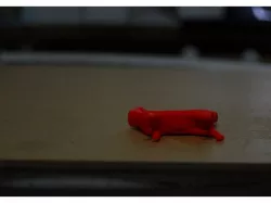 A cat
