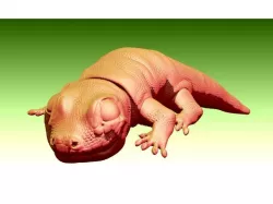 Geeko
