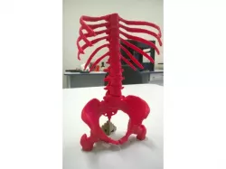 Girlfriend skeleton
