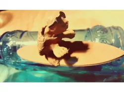Juanjo The Surfing Turtle
