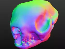3 toed sloth skull