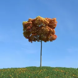 Autumn Tree 3D model