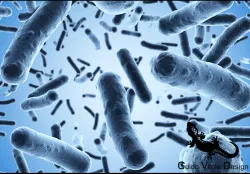 Bacteria under a scanning microscope 3D model