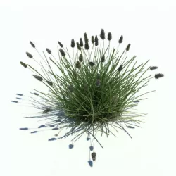 Bushy Grass Plant Casting Shadows 3D model