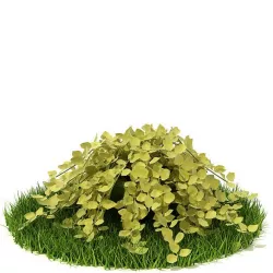 Creeper   Spreading Plant 3D model