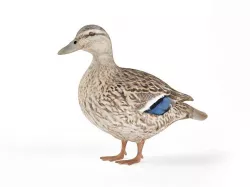 Duck 3D model
