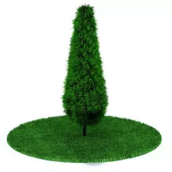 Evergreen Fern Plant 3D model