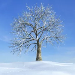 Frozen Tree 3D model