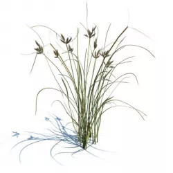 Grass 3D model