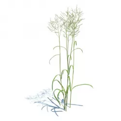Grass Glyceria Maxima 3D model