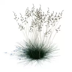Grass   Sheeps Fescue 3D model