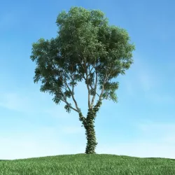 Green Leaf Tree With Vines 3D model