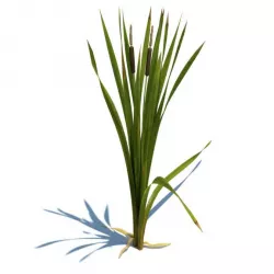 Green Leafy Plant With Cat Tails 3D model