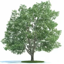 Green Tilia Tree 3D model
