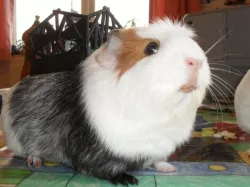 Guinea pig battle carrier