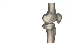 Human Knee