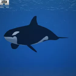 Killer Whale Orcinus Orca Low-poly  3D model