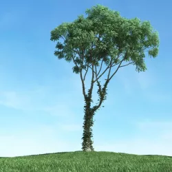 Leaf Tree 3D model