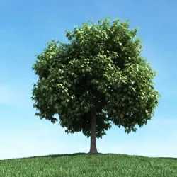 Leaf Tree 3D model