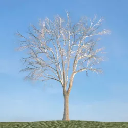 Leafless Oak Tree 3D model