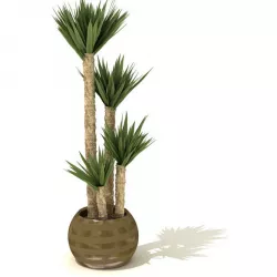 Leafy Palm Trees In Gold Pot 3D model