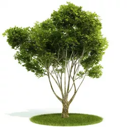 Lush Green Bushy Tree 3D model