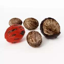 Nutmeg Five Sizes 3D model