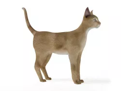 Orange White Short Hair Cat 3D model