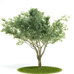 Pale Green Leaf Tree 3D model